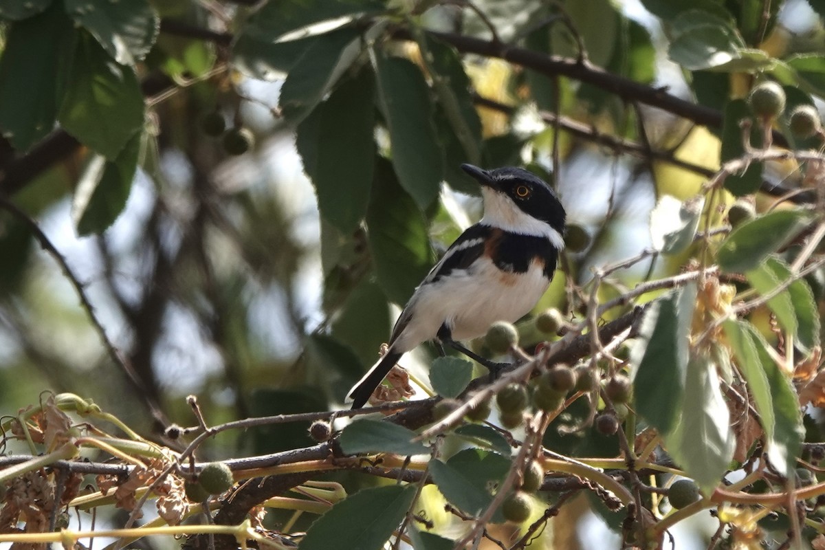 Batis Oriental - ML647498976