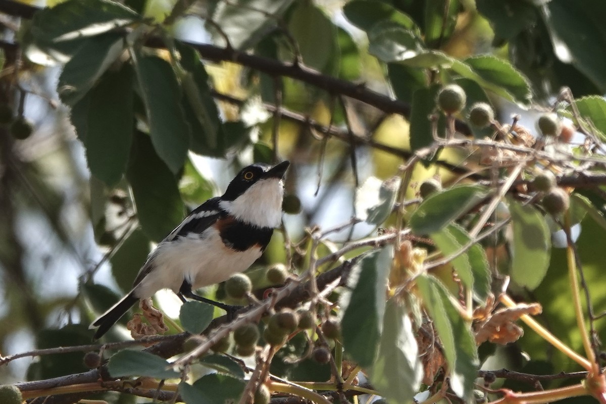 Batis Oriental - ML647498978