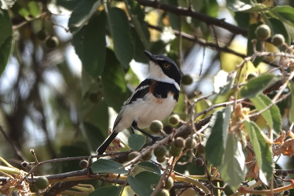 Batis Oriental - ML647498979