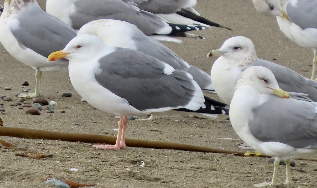 Gaviota Occidental - ML647498980