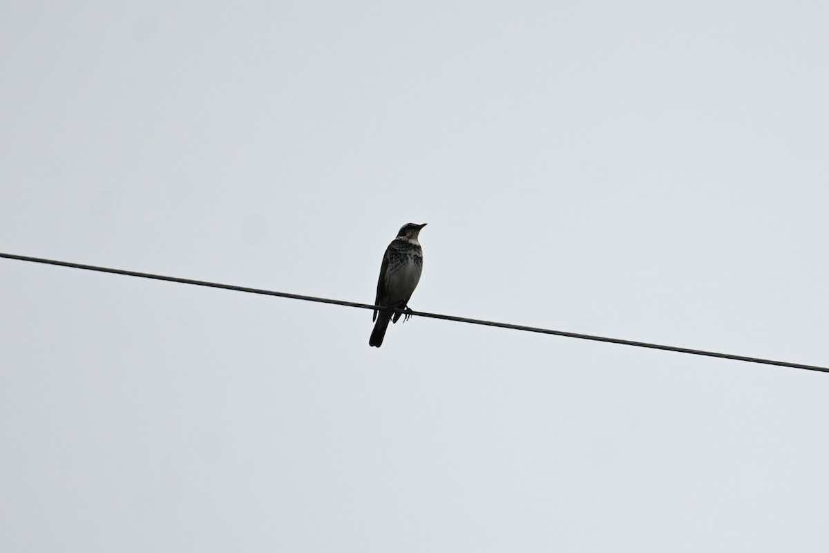 Zorzal Eunomo - ML647498981