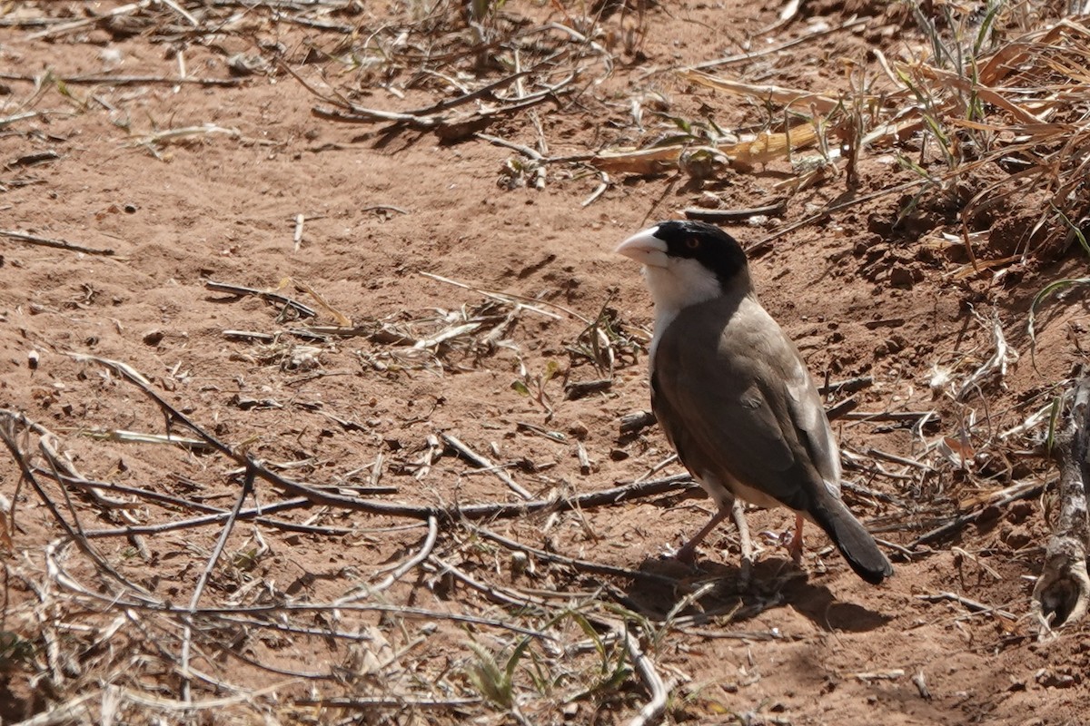 Tejedor Social de Cabanis - ML647498982