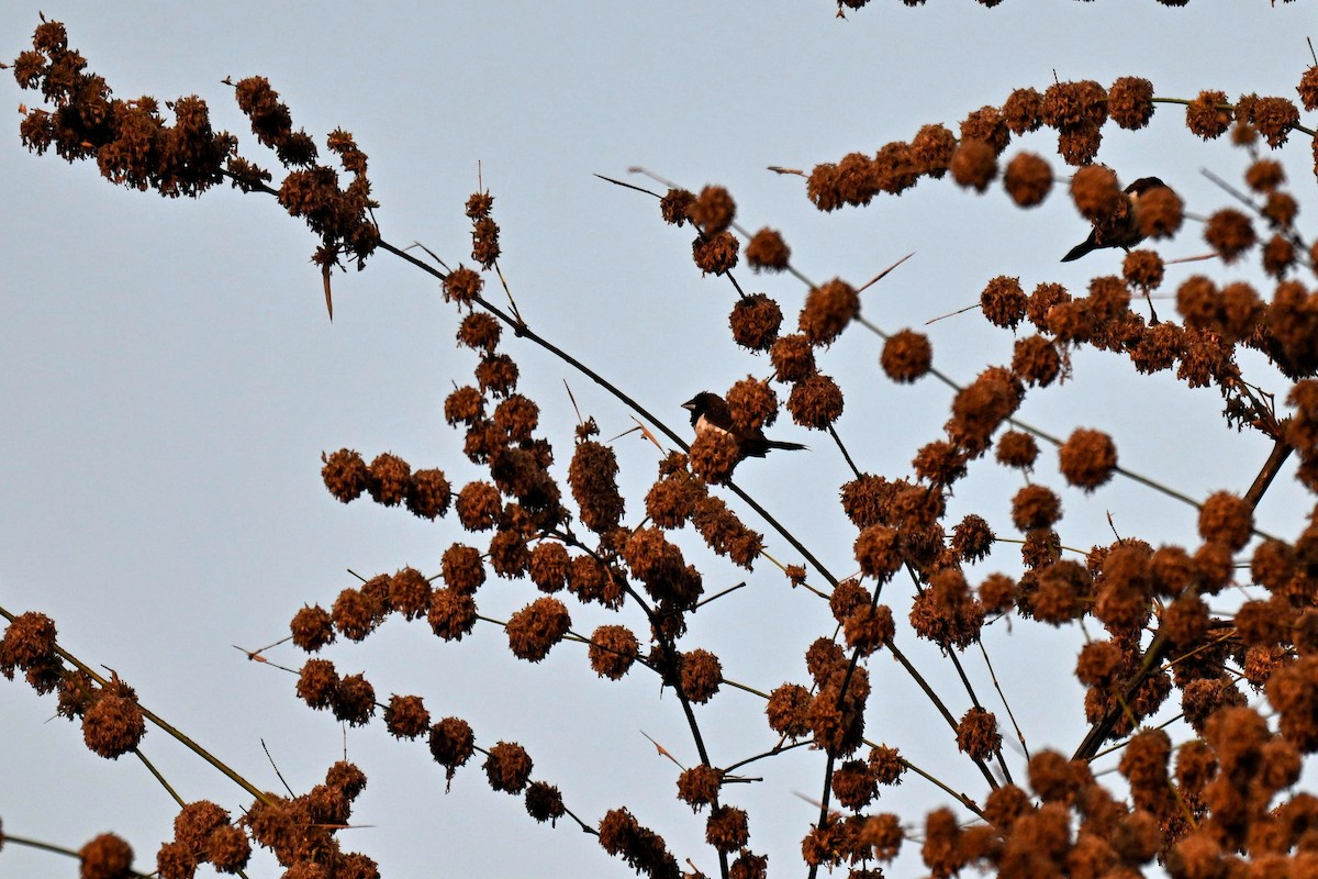Capuchino Culiblanco - ML647498983