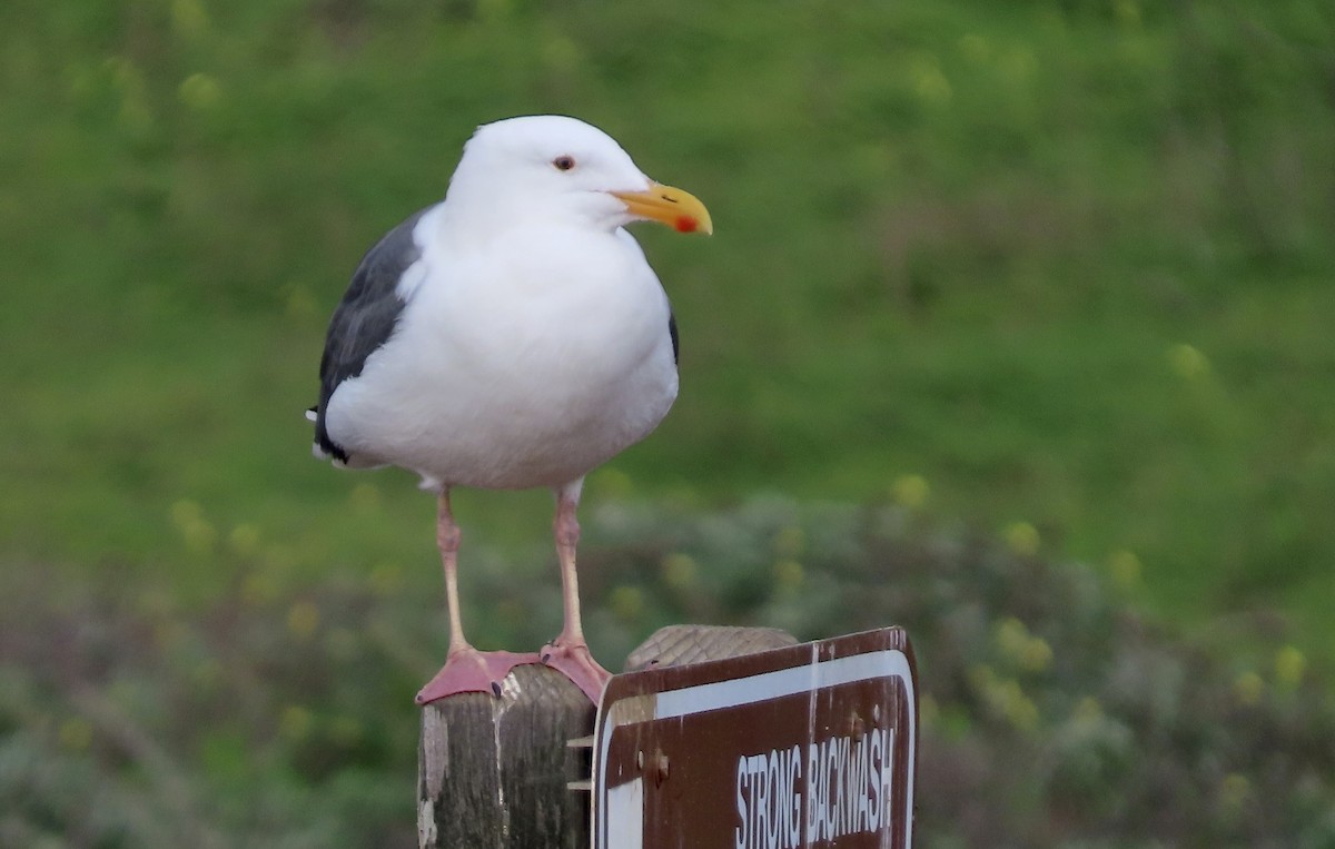 Gaviota Occidental - ML647498984