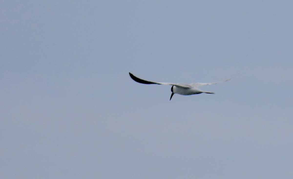 Forster's Tern - ML647498989