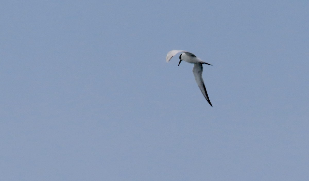 Forster's Tern - ML647498990