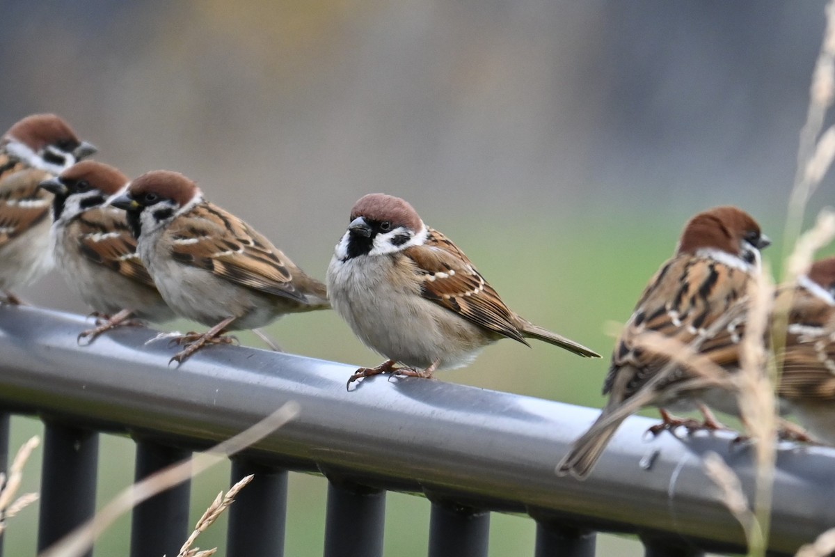 Горобець польовий - ML647498996