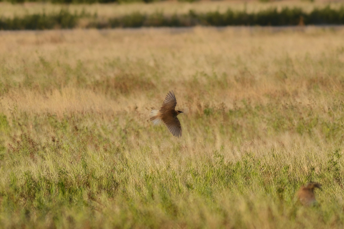 Sturnella meadowlark sp. - ML647499009