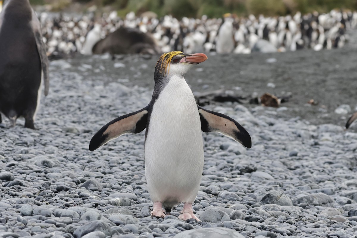 ロイヤルペンギン - ML647499032