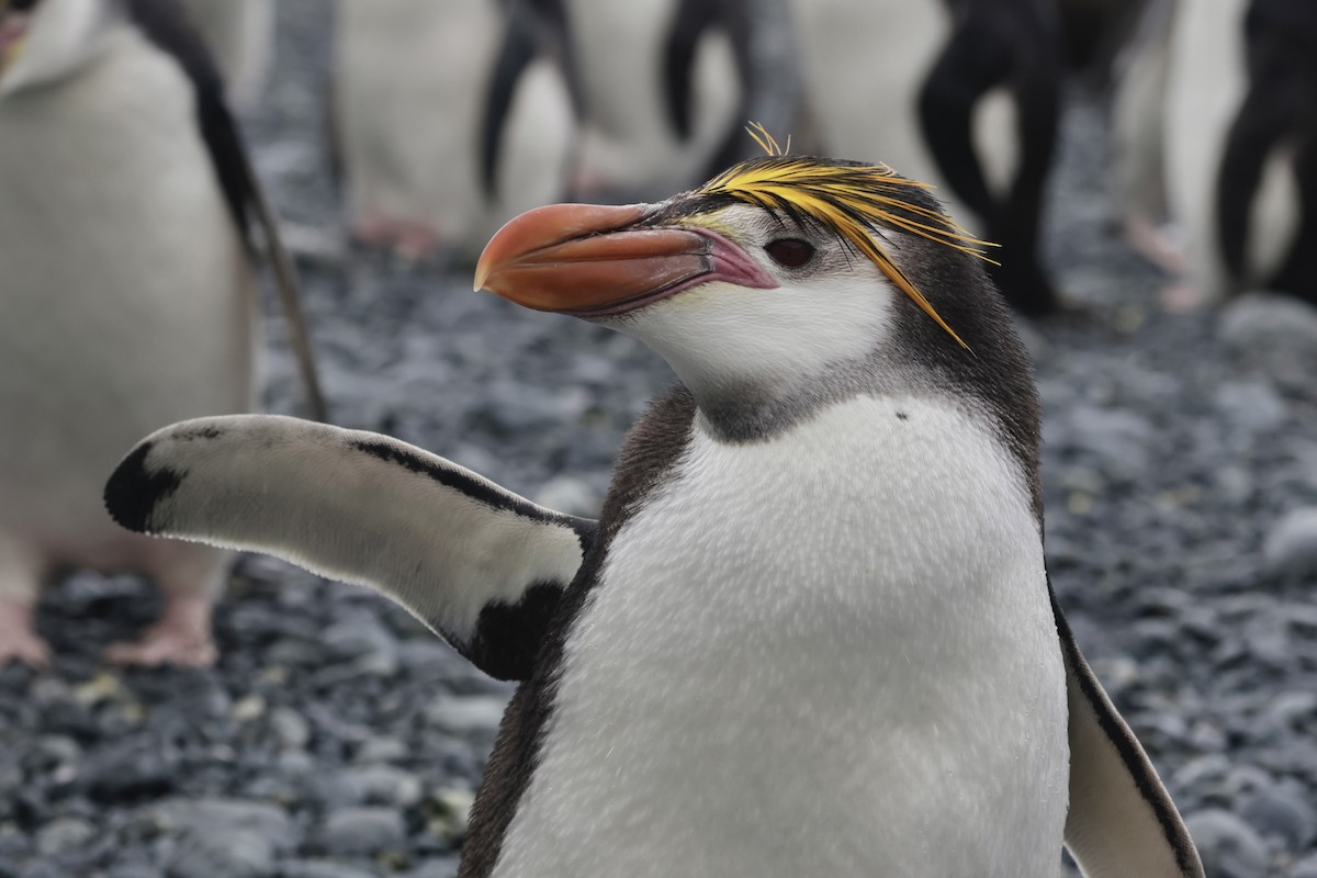 ロイヤルペンギン - ML647499033