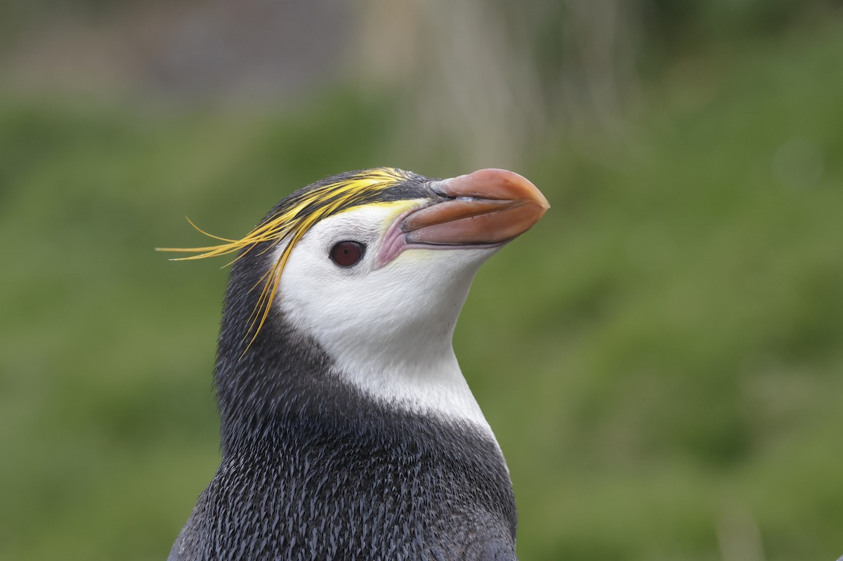 ロイヤルペンギン - ML647499034