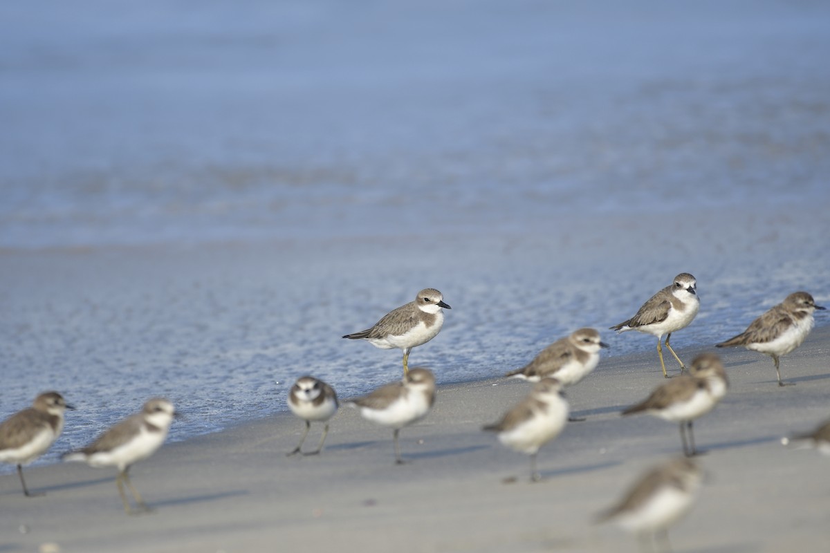 Tibet Cılıbıtı - ML647499063