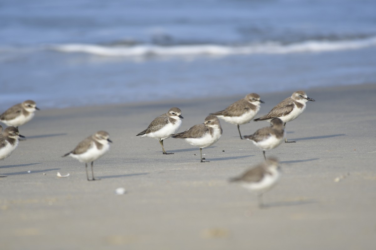 Tibet Cılıbıtı - ML647499064