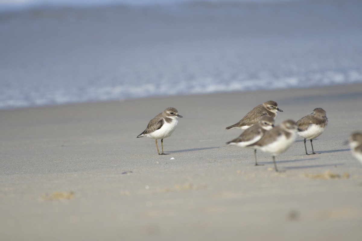 Tibet Cılıbıtı - ML647499065