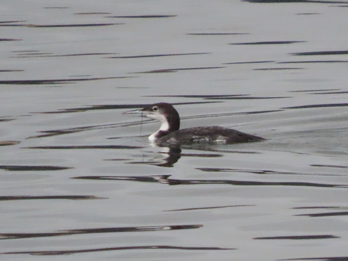 Common Loon - ML647499074