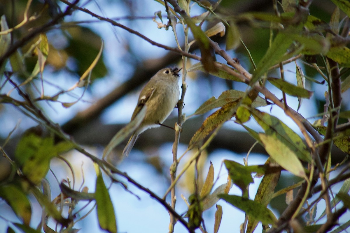 Ruby-crowned Kinglet - ML647499076