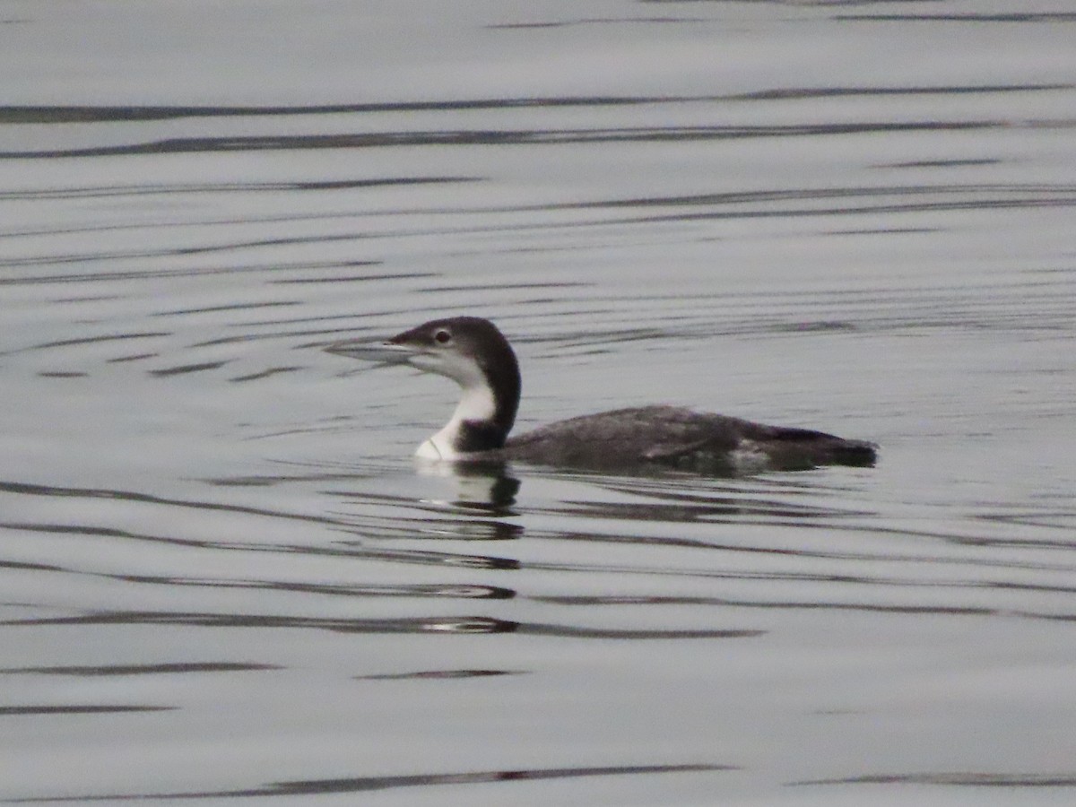 Common Loon - ML647499082