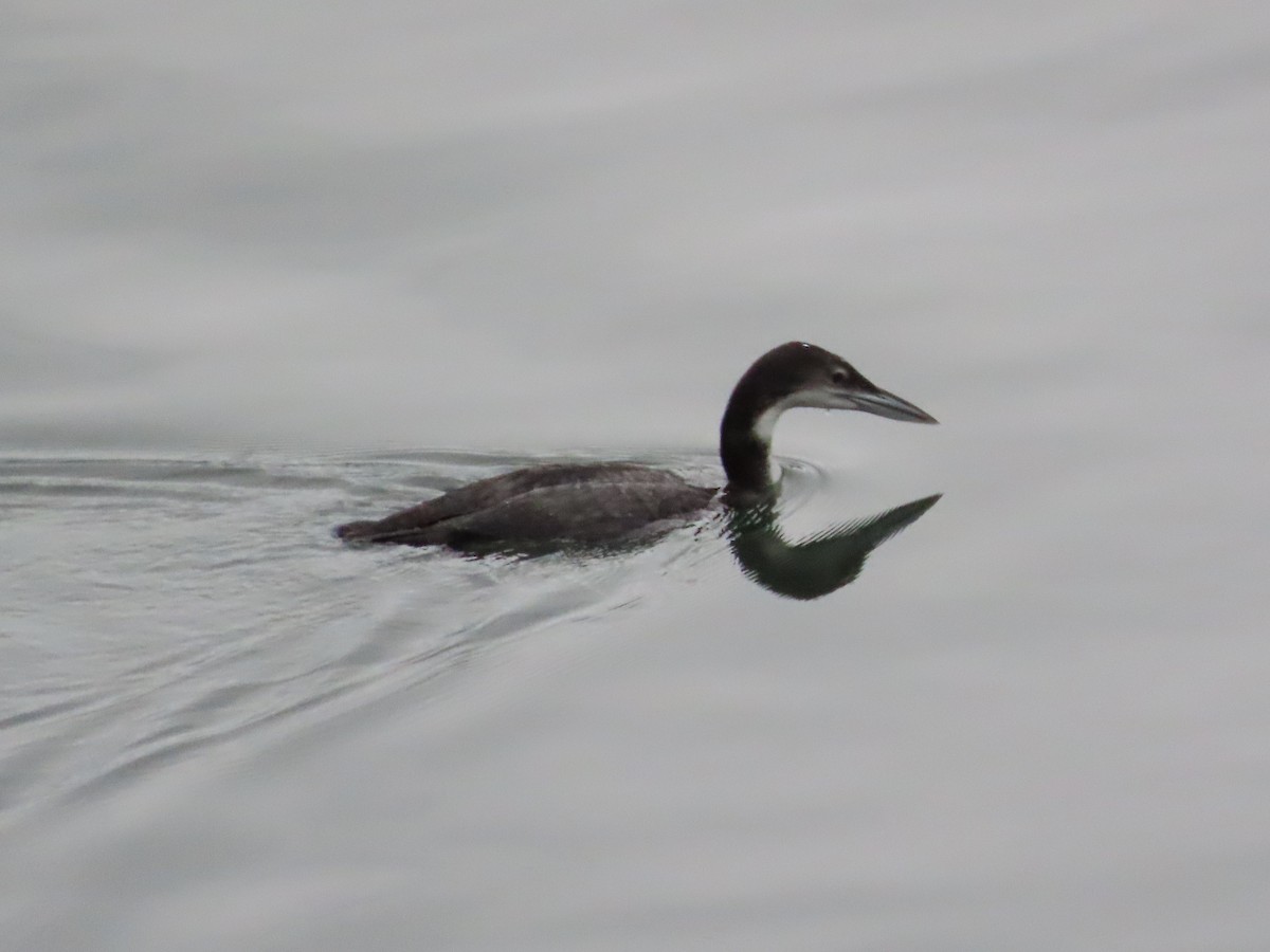 Common Loon - ML647499085