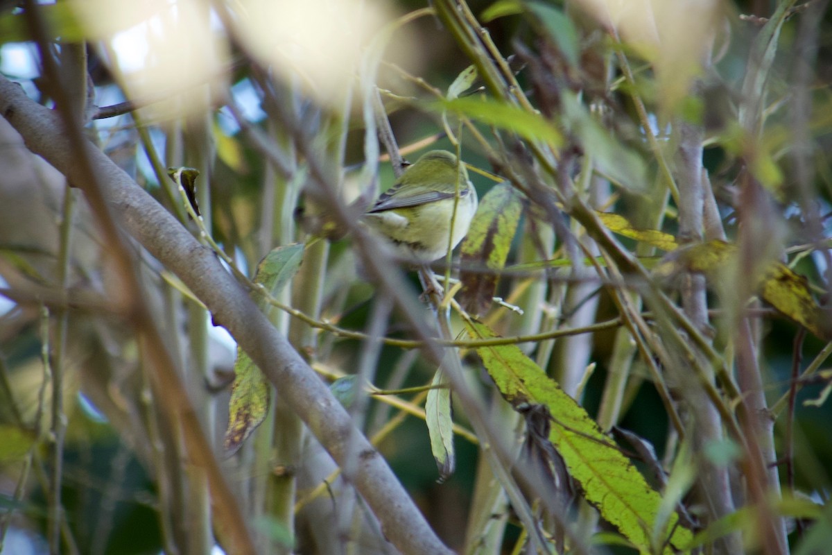 Tennesse Ötleğeni - ML647499091