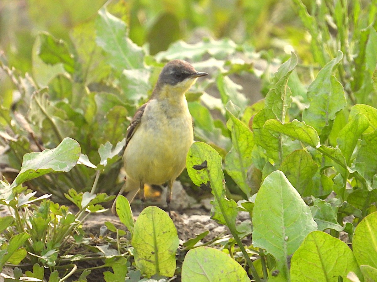 נחליאלי לימוני - ML647499092