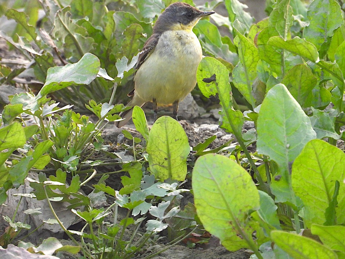 נחליאלי לימוני - ML647499093