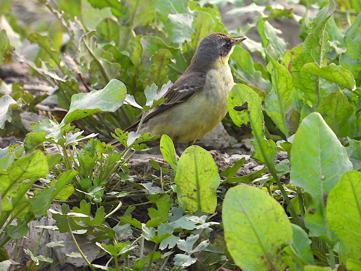 נחליאלי לימוני - ML647499094