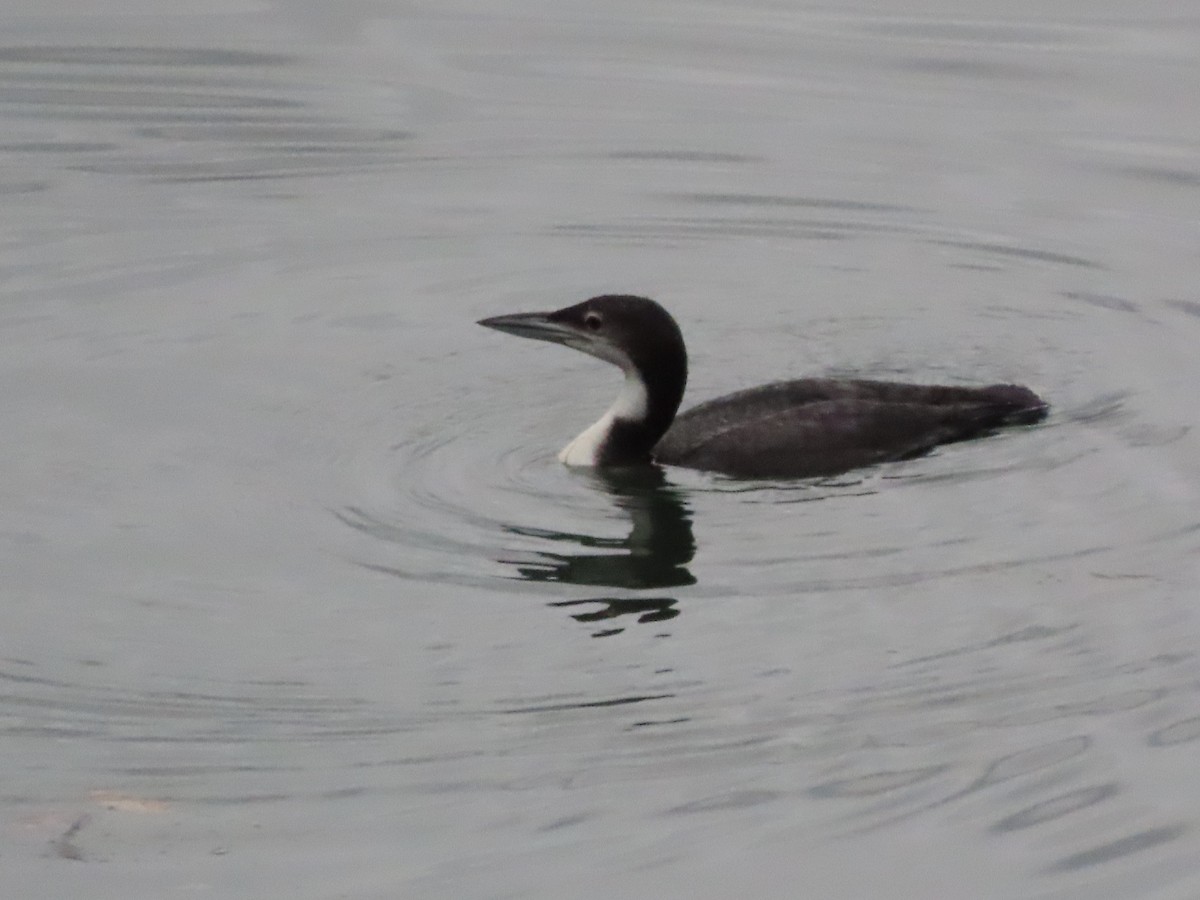 Common Loon - ML647499115