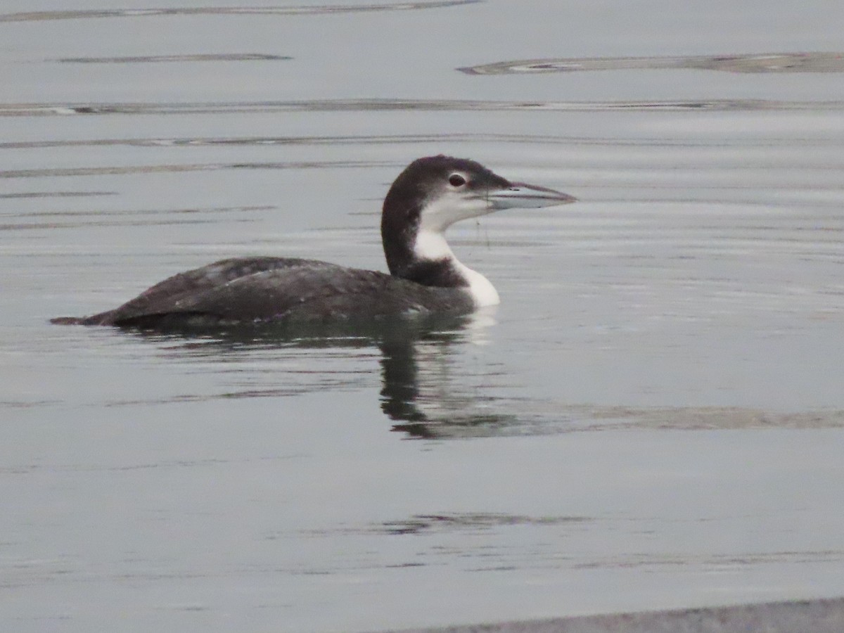 Common Loon - ML647499118