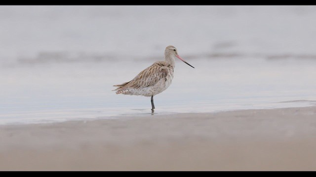 Bar-tailed Godwit - ML647499119