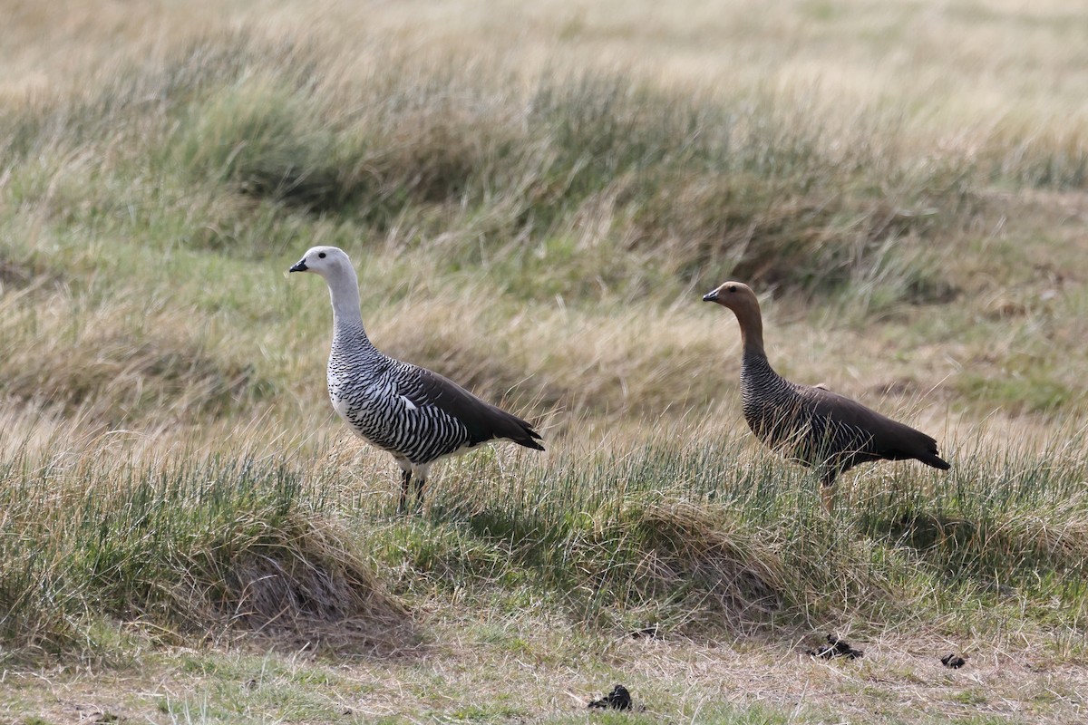 Upland Goose - ML647499128