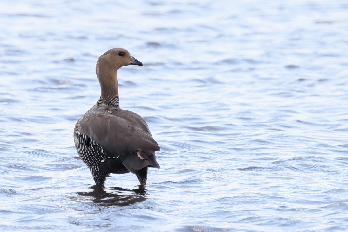 Upland Goose - ML647499129