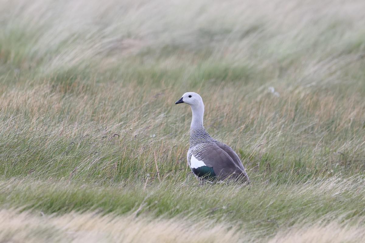 Upland Goose - ML647499130