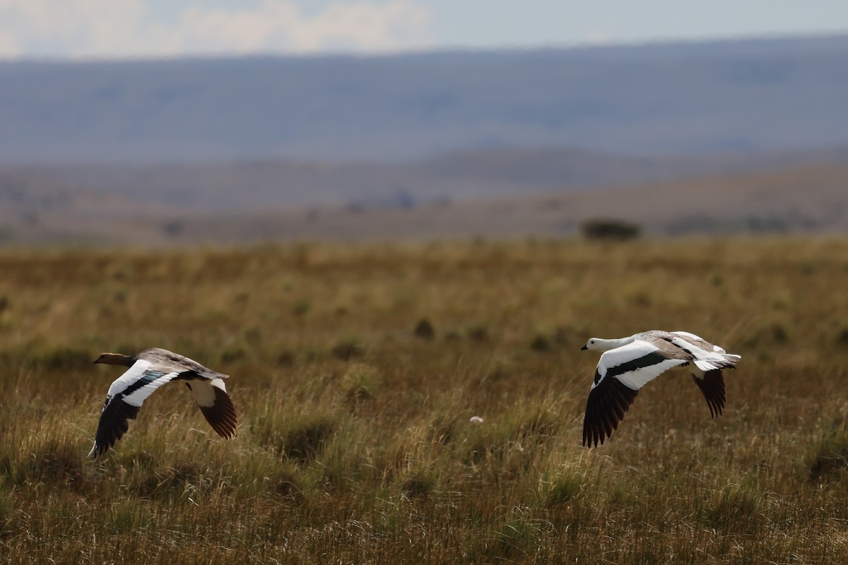 Upland Goose - ML647499132