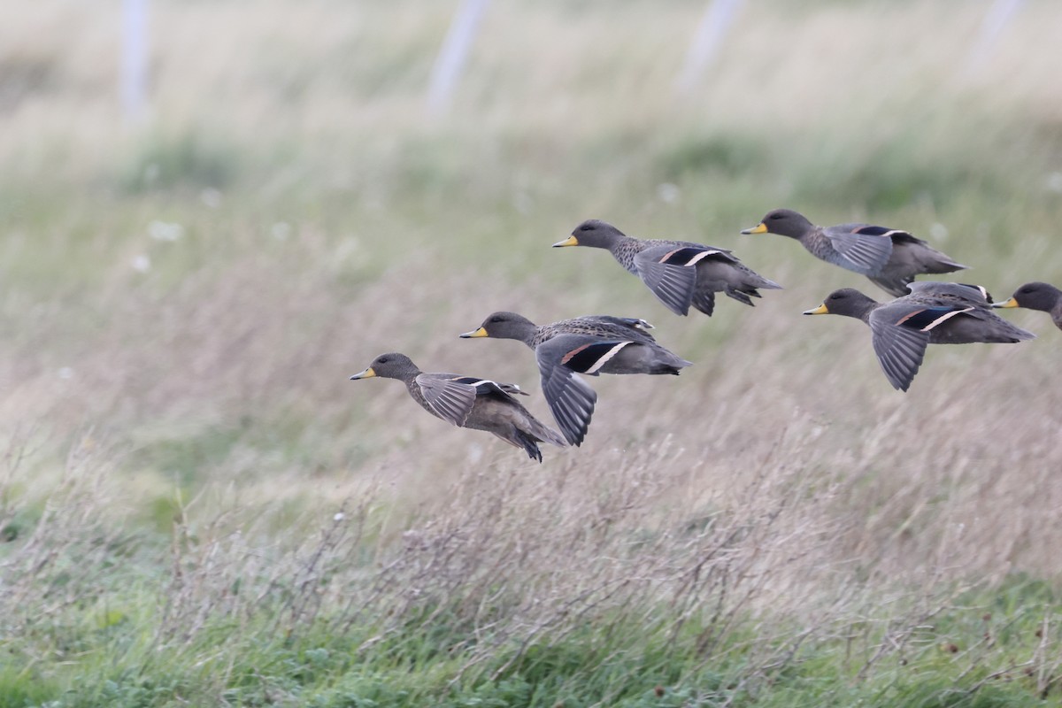 שרשיר צהוב-מקור - ML647499134