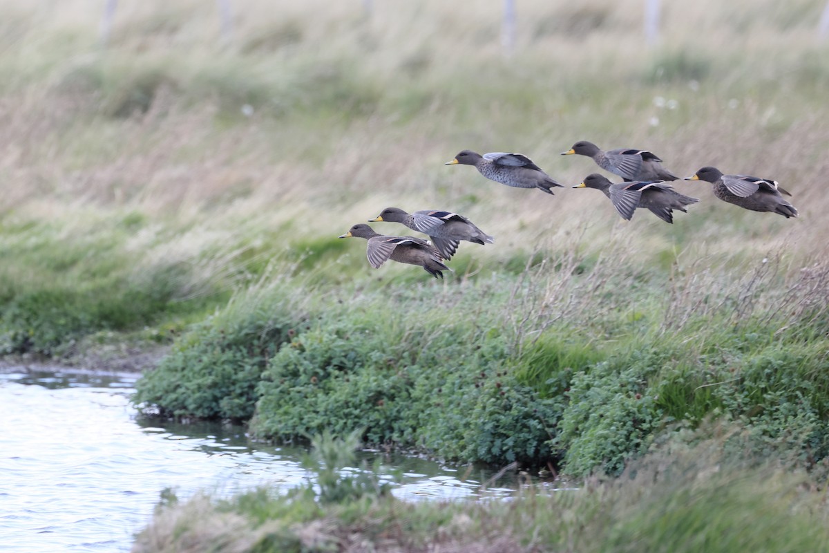 שרשיר צהוב-מקור - ML647499135