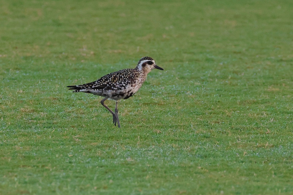 חופזי קטן - ML647499136