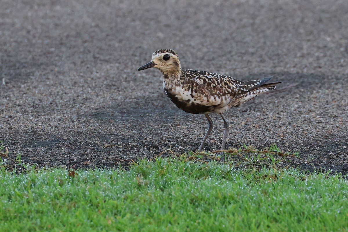 חופזי קטן - ML647499137