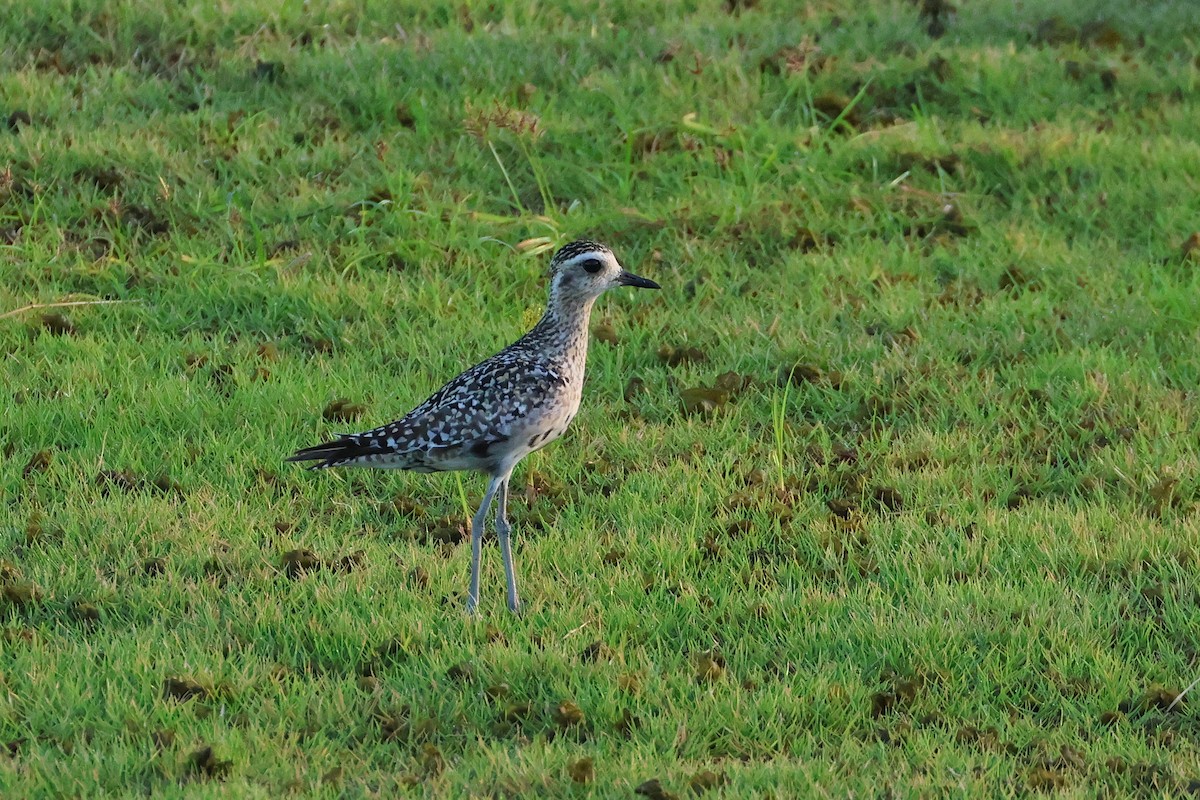 חופזי קטן - ML647499138
