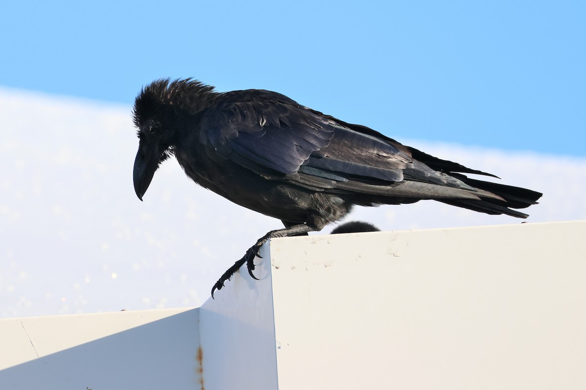 Large-billed Crow - ML647499139