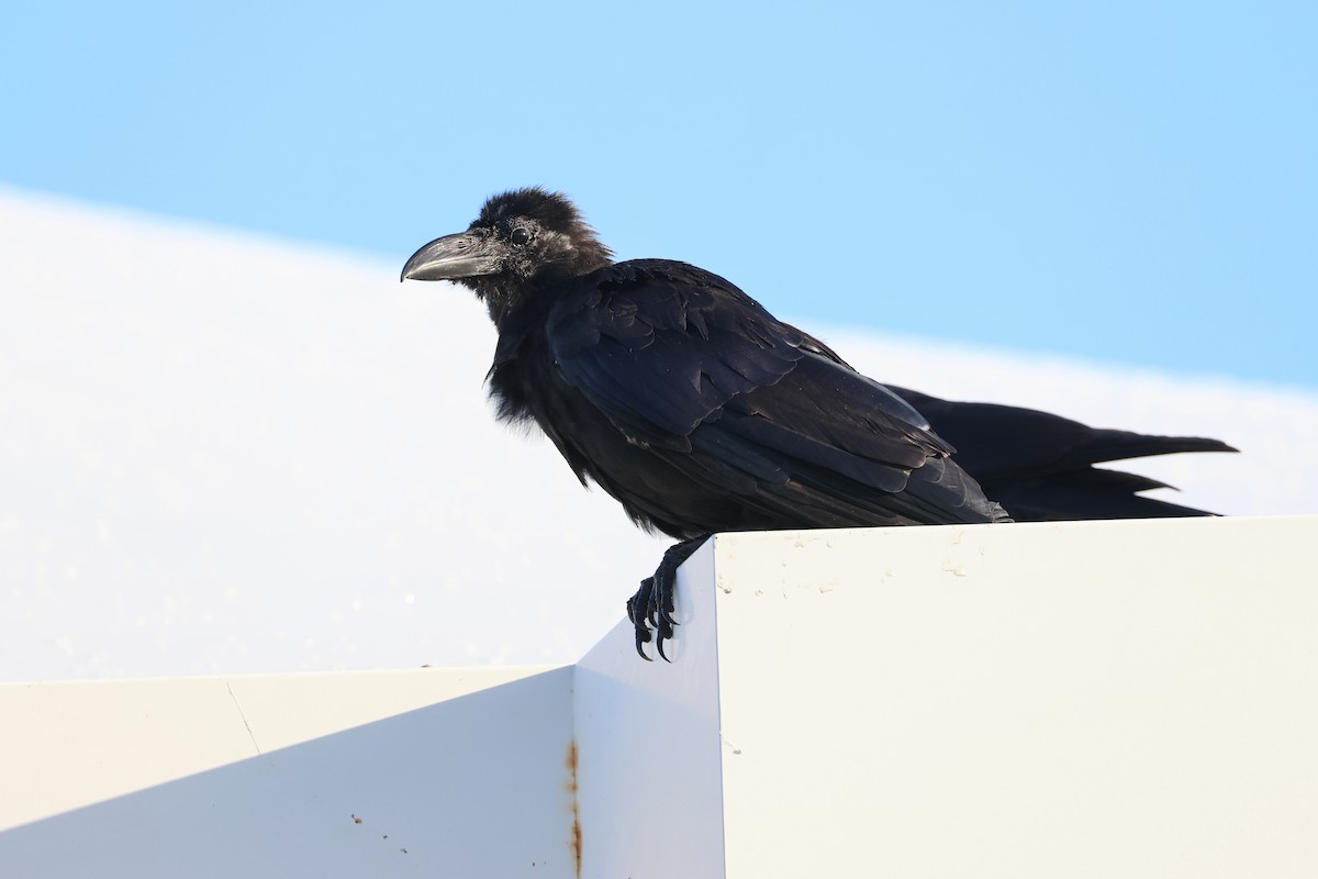 Kalın Gagalı Karga - ML647499140