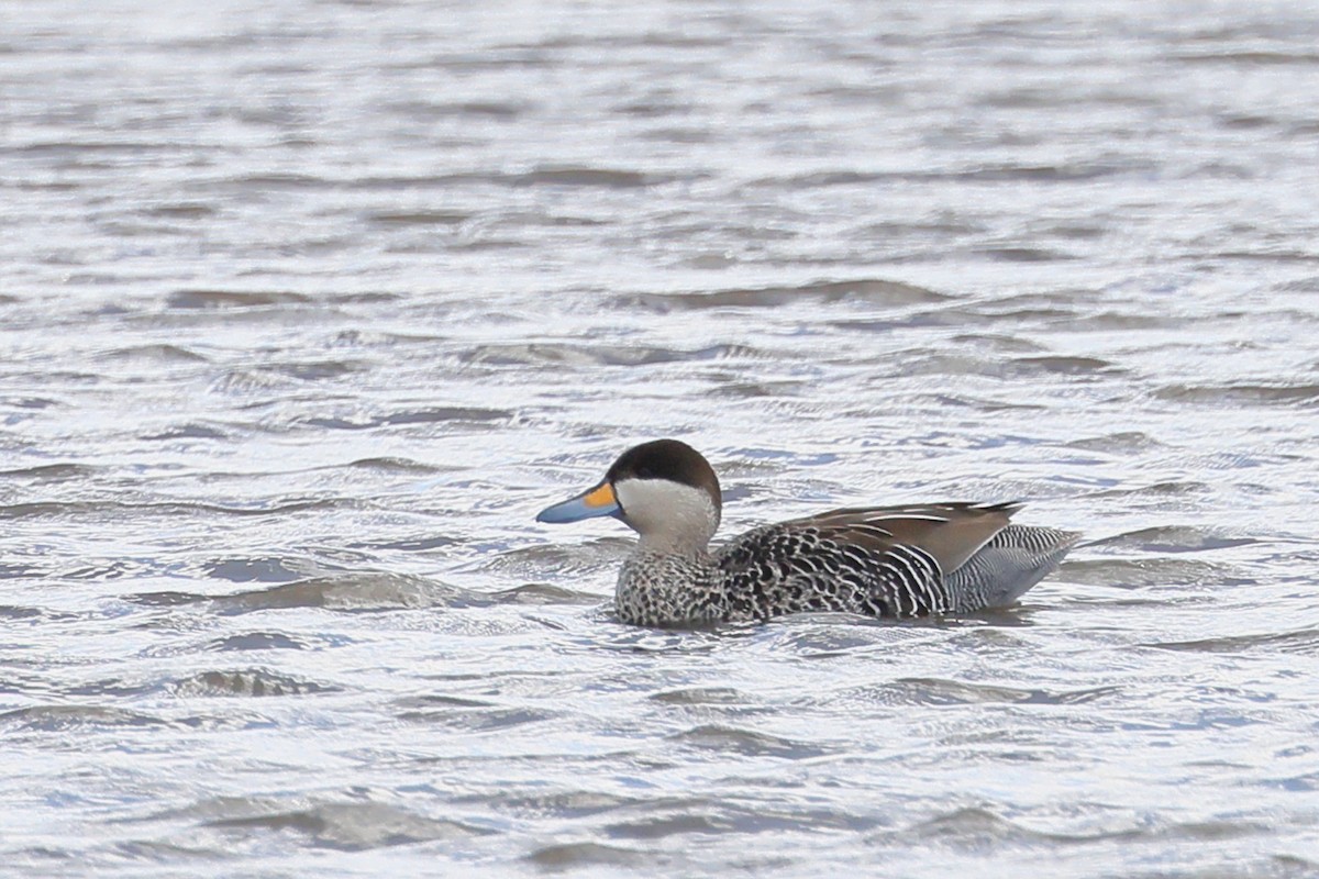 Silver Teal - ML647499141