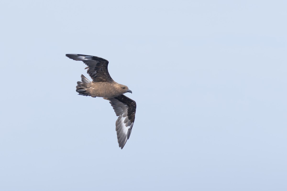 חמסן חום - ML647499142