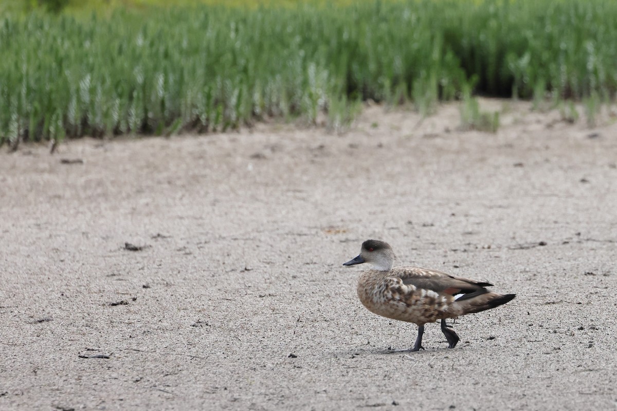 Crested Duck - ML647499143