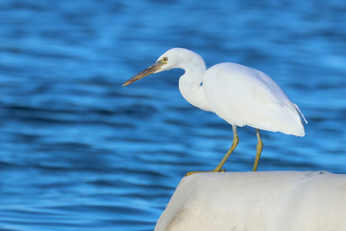 Pasifik Kıyı Balıkçılı - ML647499144