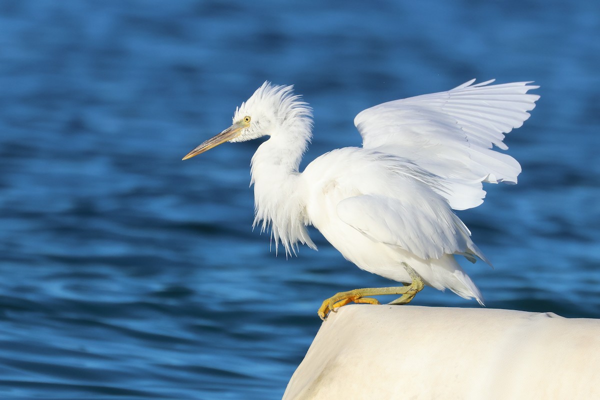 Pasifik Kıyı Balıkçılı - ML647499145