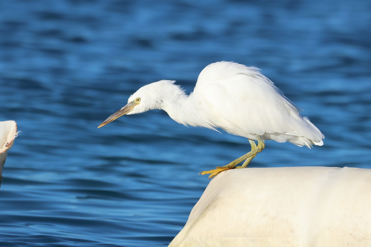 Чепура тихоокеанська - ML647499146