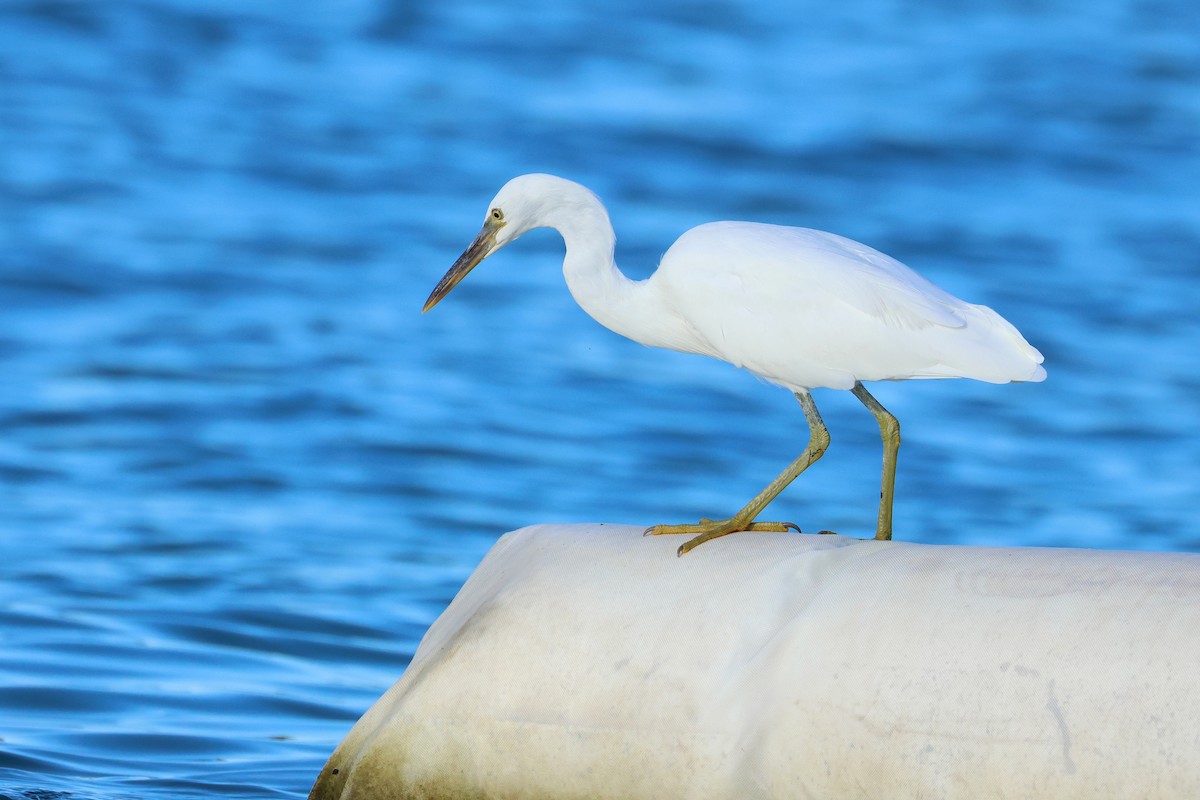 Pasifik Kıyı Balıkçılı - ML647499147