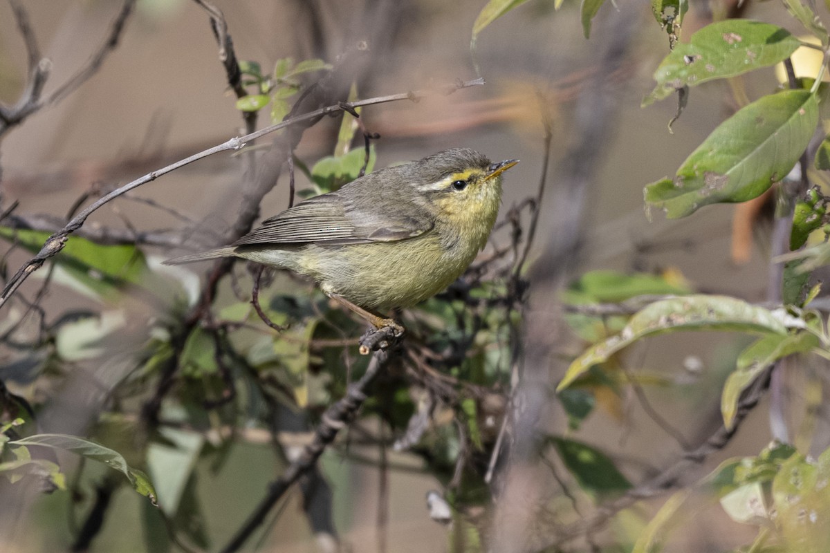 Tickell's Leaf Warbler - ML647499148