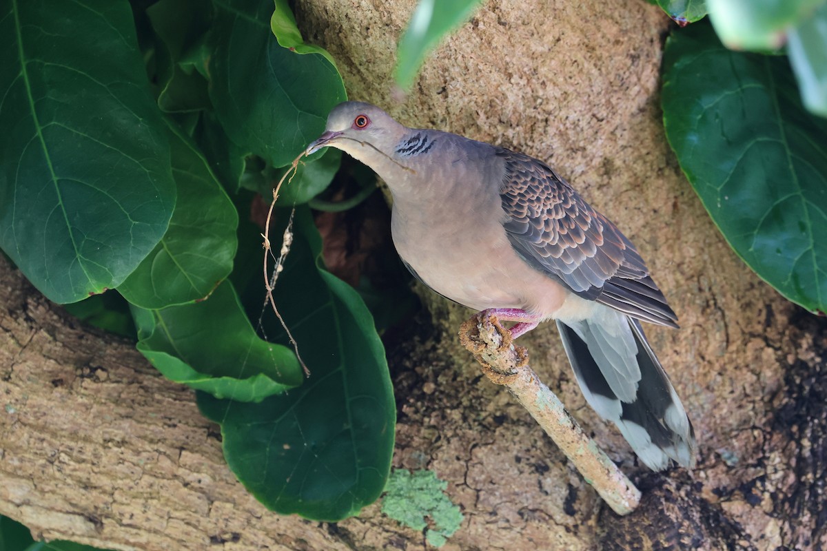 Büyük Üveyik - ML647499149