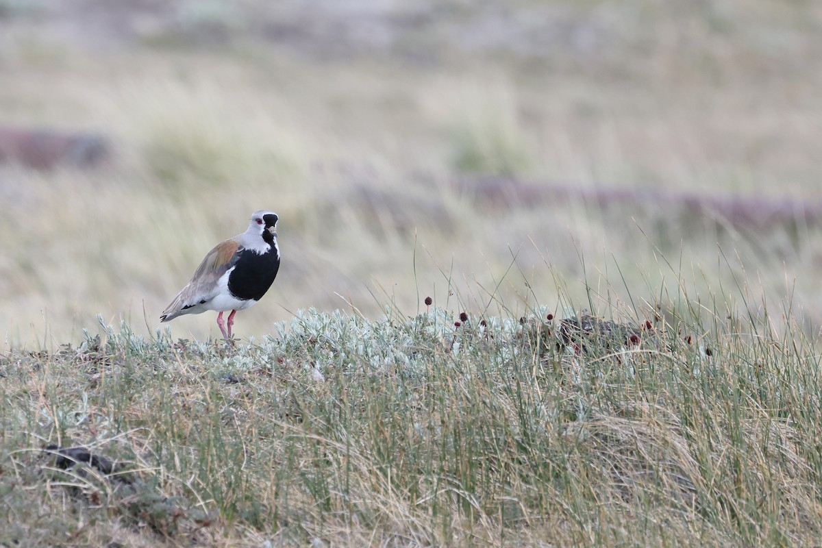 Southern Lapwing - ML647499150